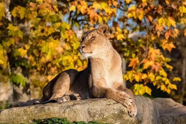 A lioness portrait in autumn