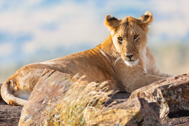 lioness portrait in the Masai Mara national park, Kenya.