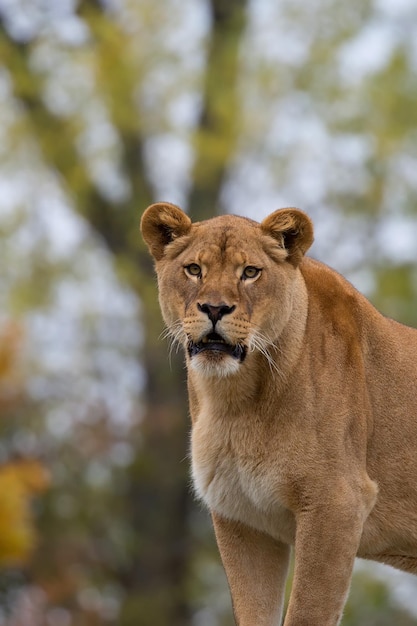 Lioness a portrait