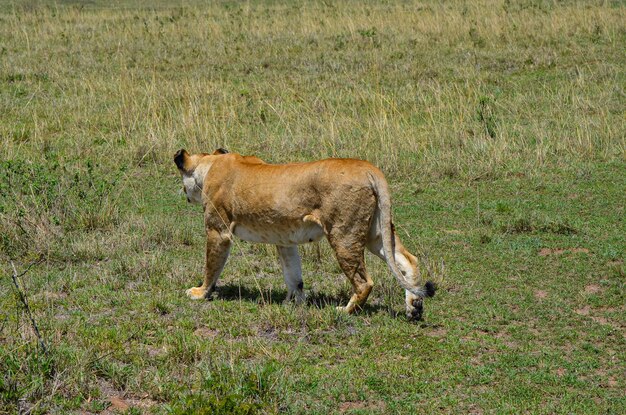 Lioness preparing to hunt Masai Mara Kenya Africa