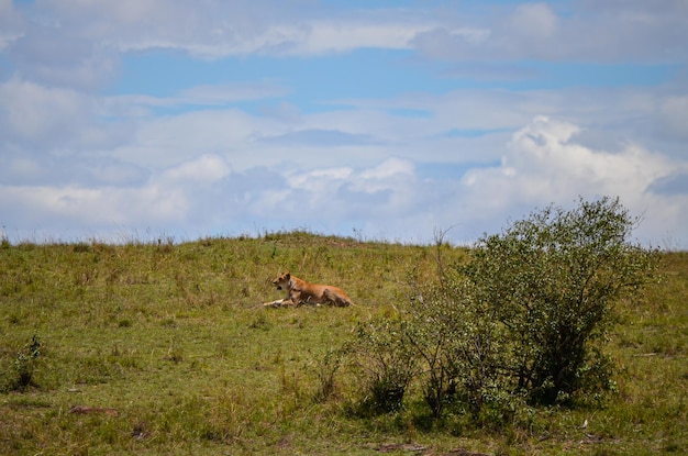 Lioness preparing to hunt Masai Mara Kenya Africa