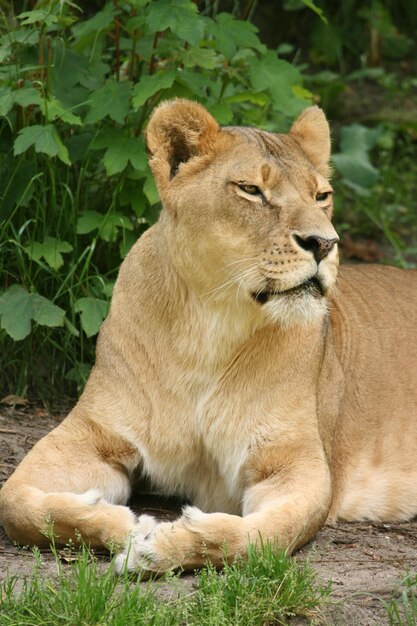 Lioness relaxing on field