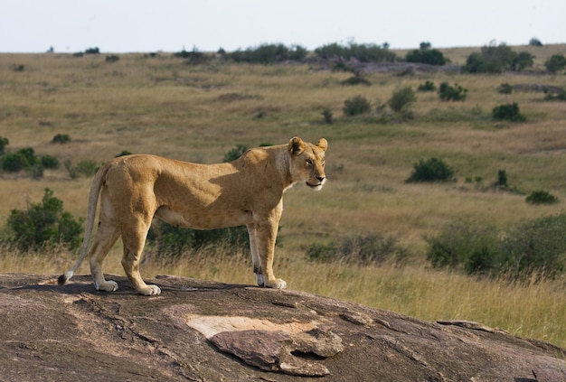 Lioness in the savannah