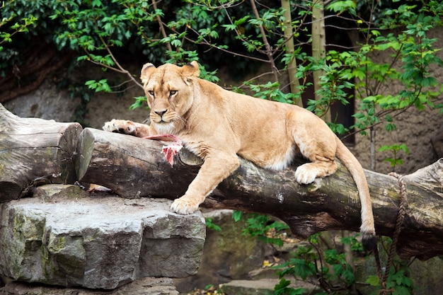 Lioness sitting on a tree eating meat