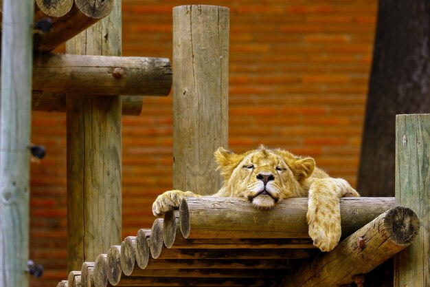 Lioness sleeping on wooden built structure