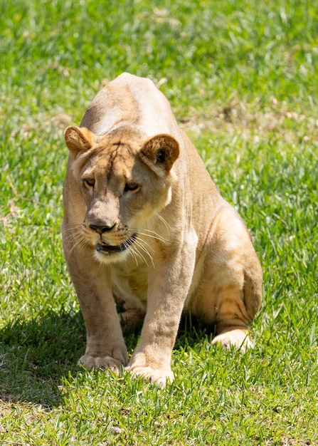 Photo lioness stalking