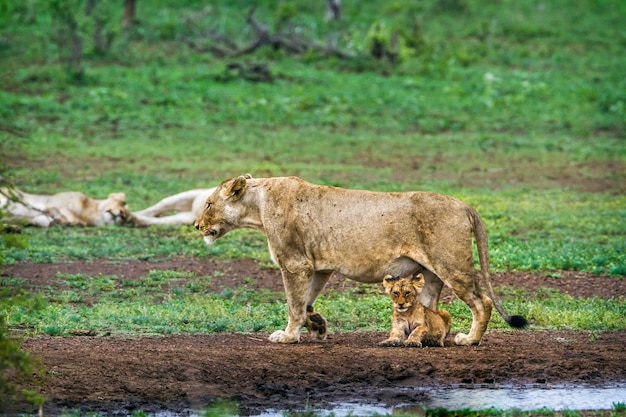 雌ライオンが子獅子と一緒に陸に立っている