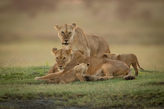 雌ライオンが2匹の子獅子と一緒に別の雌ライオンの後ろに立っています