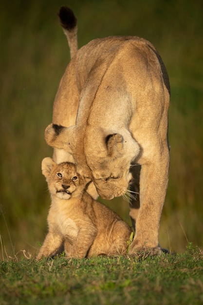 Photo lioness stands nuzzling cub in golden light