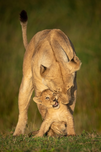 Foto la leonessa sta giocando con il cucciolo sull'erba