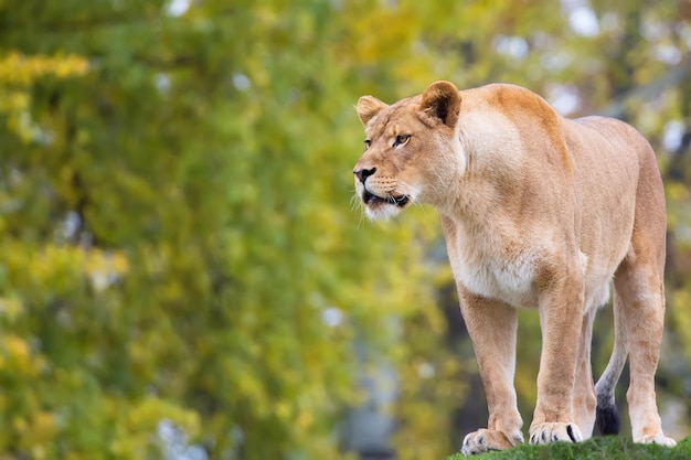 A lioness stands on a rock in front of a tree.