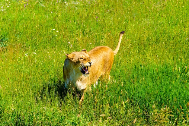 緑の草の中の夏の雌ライオン。