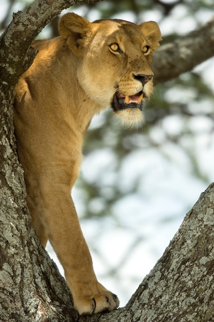 Lioness in the tree