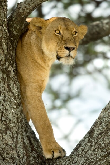 Львица на дереве