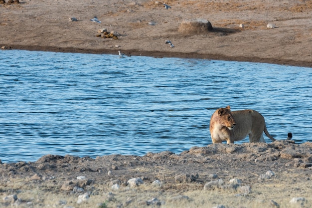 Lioness at a waterhole in the early morning light