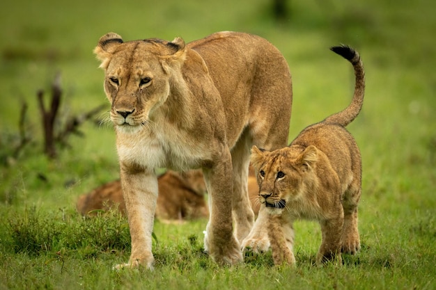 雌ライオンと子獅子が草を歩いて歩く