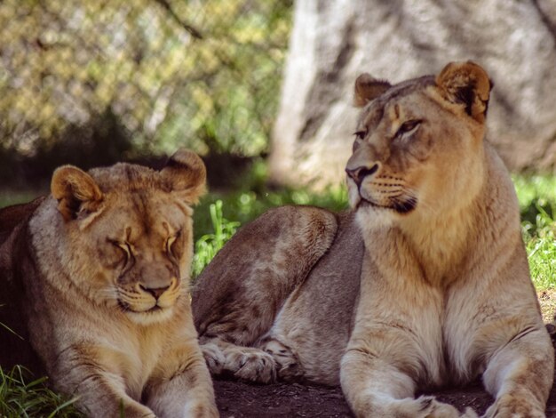 Lioness with cub lying on field