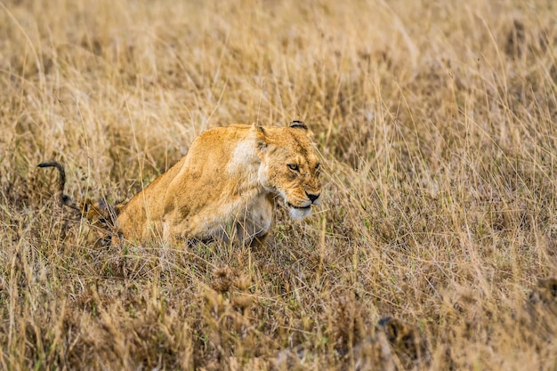 Lioness with a cub