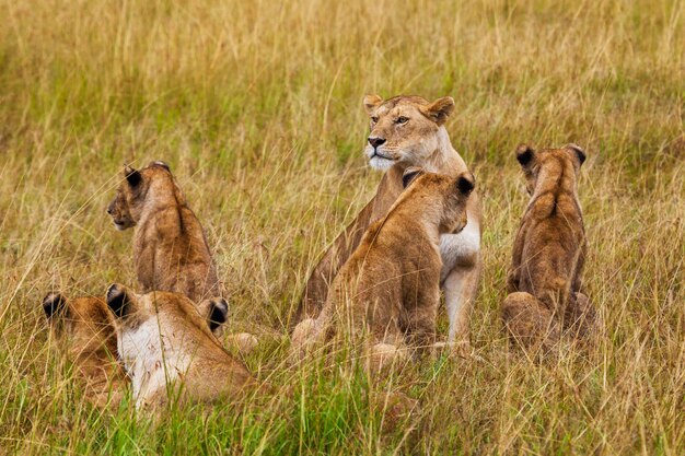 Photo lioness with cubs kenya national park africa