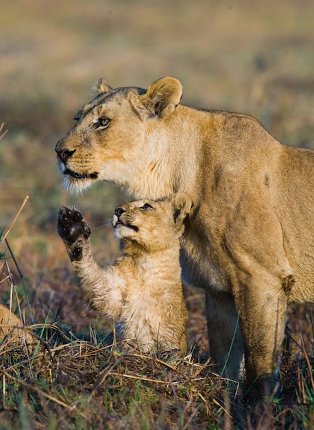 Lioness with cubs 