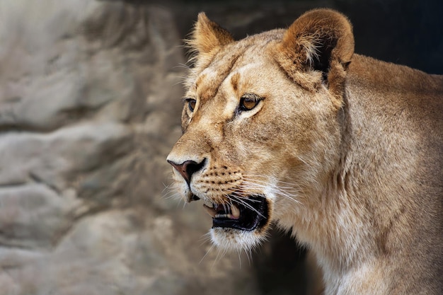 Lioness with mouth open, Panthera leo close up