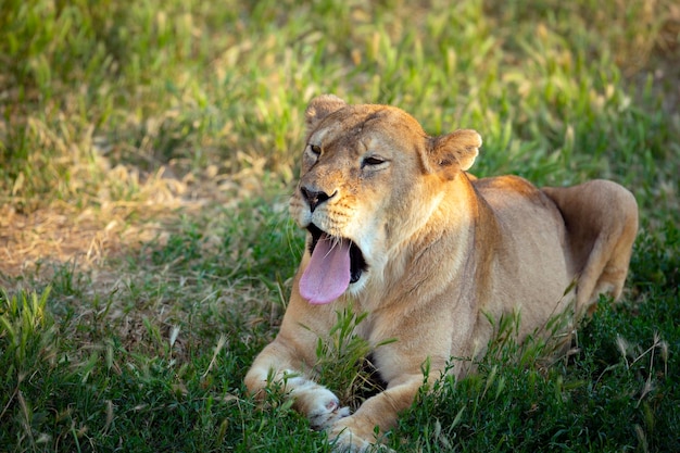 A lioness with an open mouth lies in a meadow close-up..