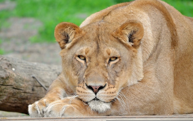 A lioness with sad eyes lies on the ground