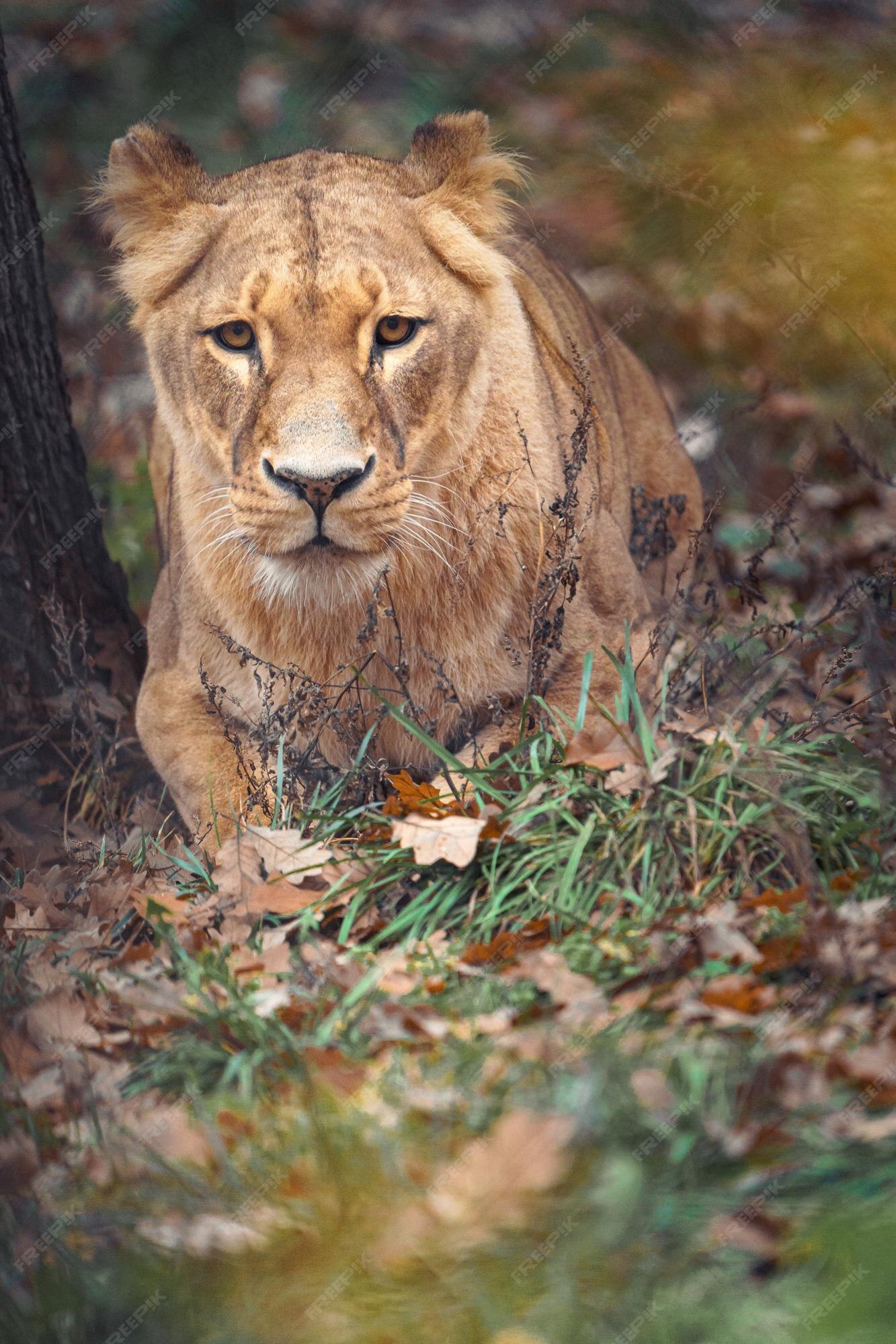 Premium Photo | Lioness