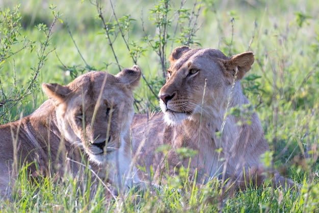 The Lionesses lie in the grass and try to rest