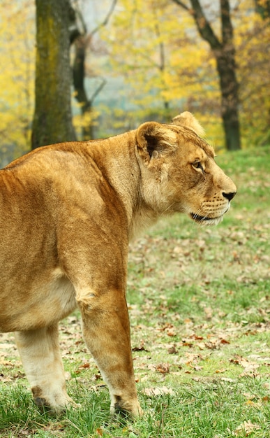 サファリ動物園のライオネス