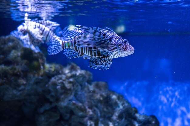 Lionfish also striped or zebra fish swim in aquarium