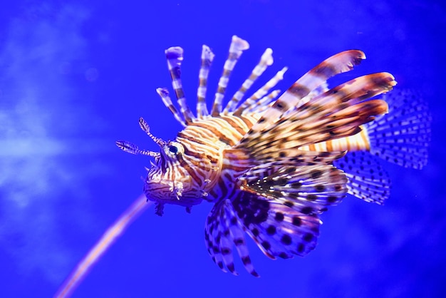 写真 バンコクの水族館でのライオンフィッシュ