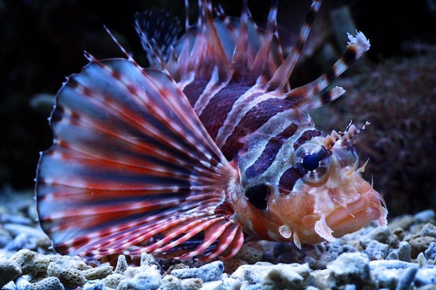 lionfish on the coral reefs