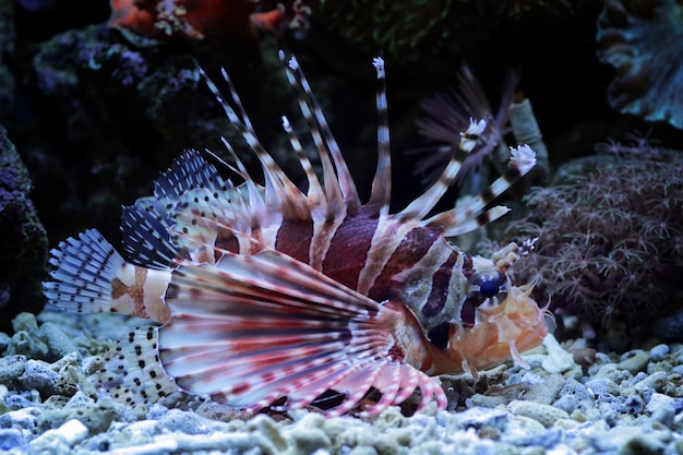 산호초에 lionfish