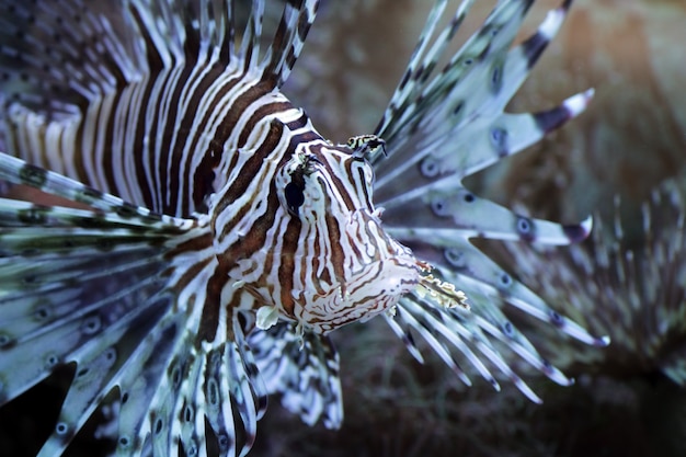 lionfish on the coral reefs