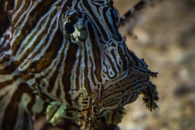 lionfish 눈 근접 촬영 바다 수중