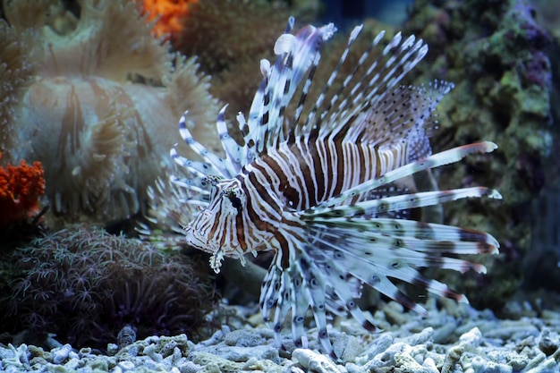 lionfish op de koraalriffen