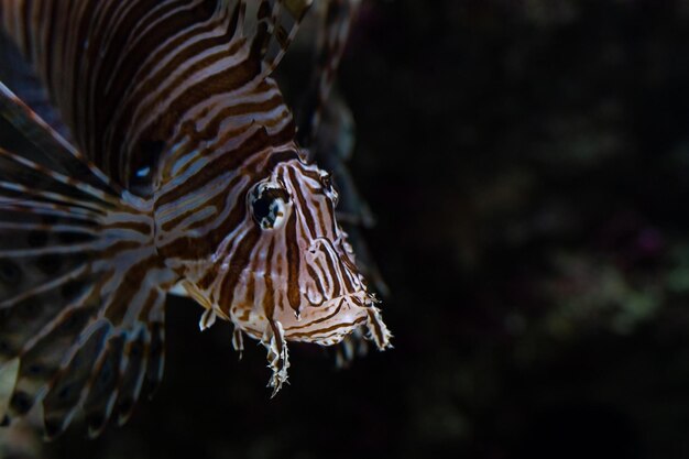 Photo a lionfish portrait dragon fish