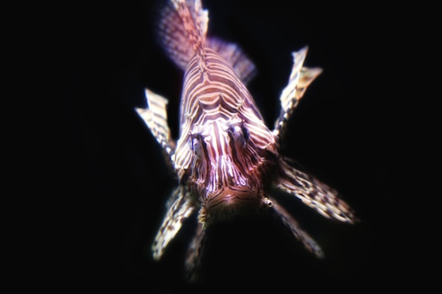 Lionfish Pterois mijl