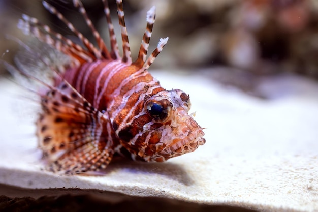 Lionfish Pterois volitans or zebra fish striped in the aquarium