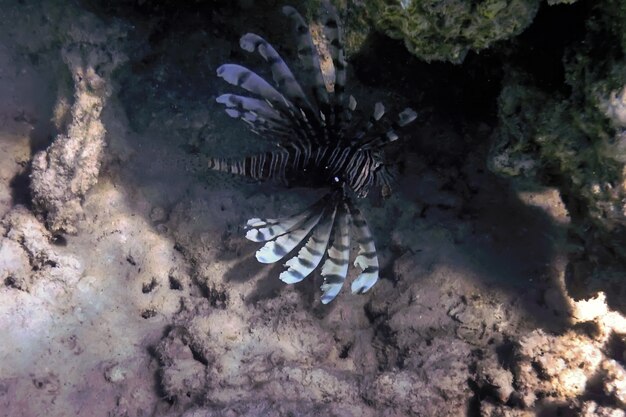 Lionfish 독이 있는 산호초 물고기, 침입종(Pterois volitans) 열대 바다, 해양 생물