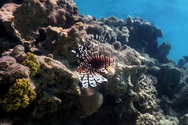 Крылатка, ядовитая рыба кораллового рифа, инвазивные виды (Pterois volitans) Тропические воды, Морская жизнь