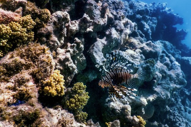 Lionfish 독이 있는 산호초 물고기, 침입종(Pterois volitans) 열대 바다, 해양 생물