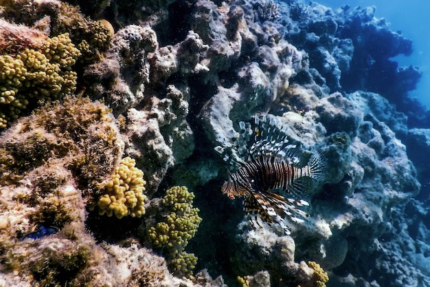 Lionfish 독이 있는 산호초 물고기 침입종 Pterois volitans 열대 해역