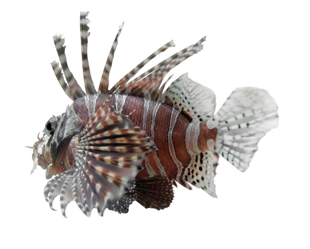 Photo lionfish in white back