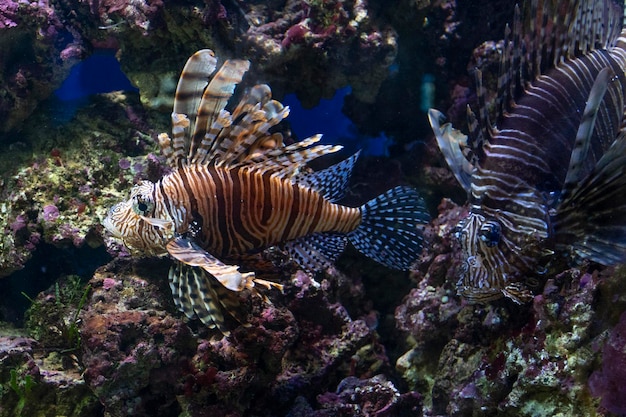 Lionfish with Sunburst on a blue background