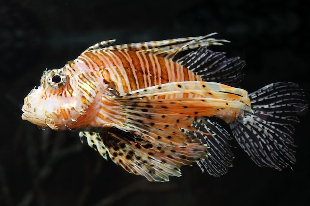 Lionfish zebravis onderwater