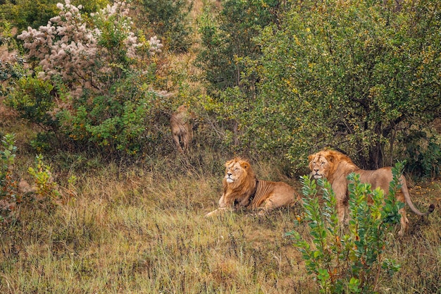 Львы отдыхают на траве