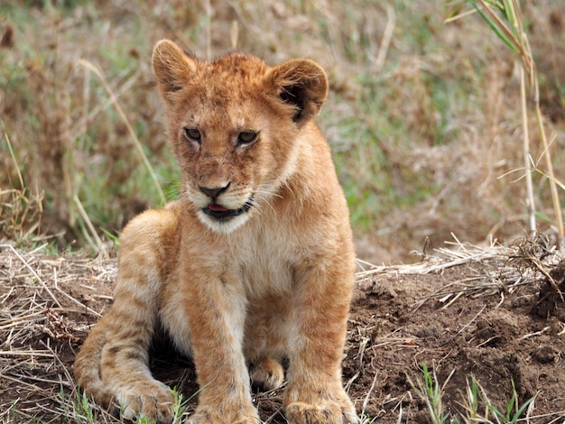 Foto cubo di leoni in africa foto di wildfile scattata durante un safari africano