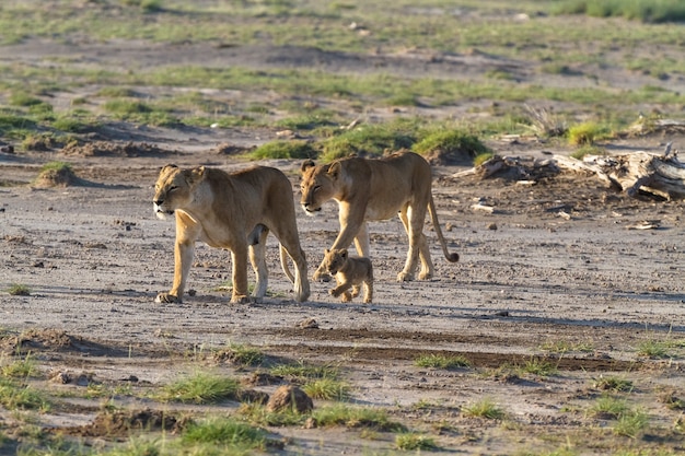 Famiglia lions nella savana del kenya